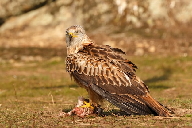 Awesome bird in the field 