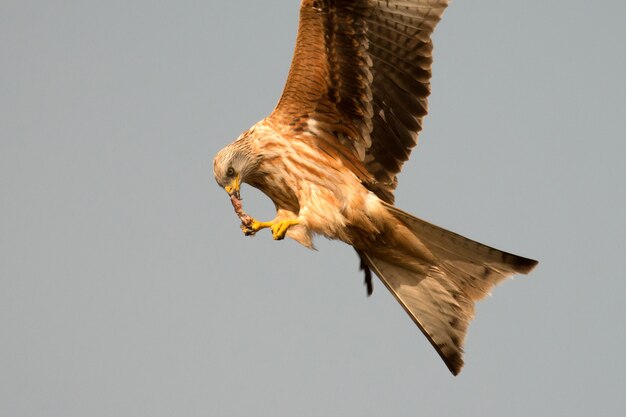 Awesome bird of prey in flight 