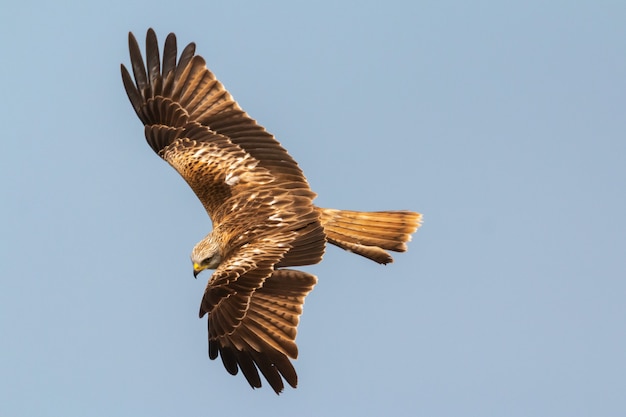 Awesome bird of prey in flight 