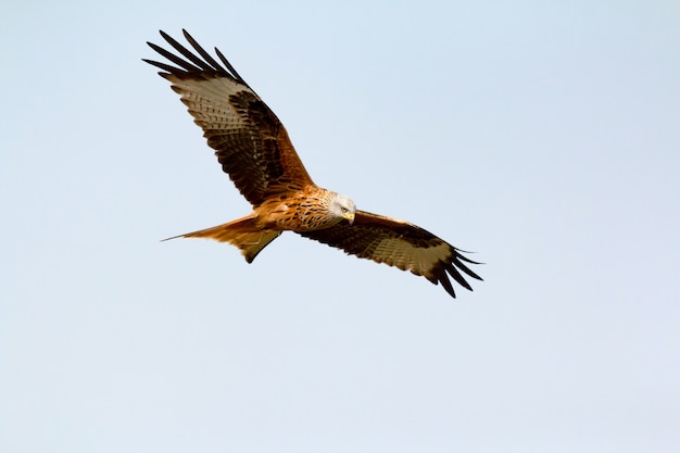 Awesome bird of prey in flight 