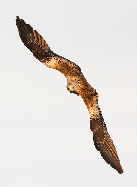 Photo awesome bird of prey in flight