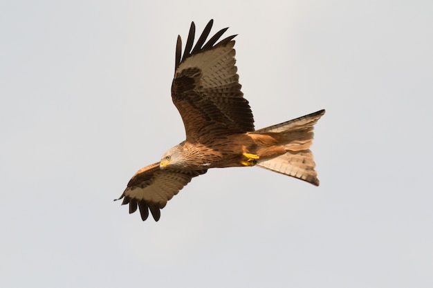 Awesome bird of prey in flight 