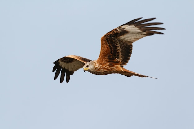 Awesome bird of prey in flight 