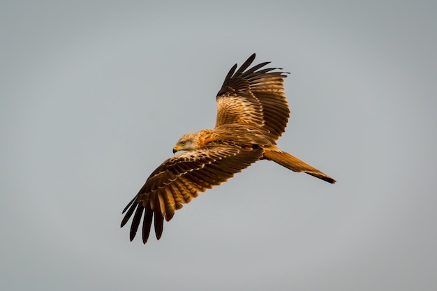 Awesome bird of prey in flight 