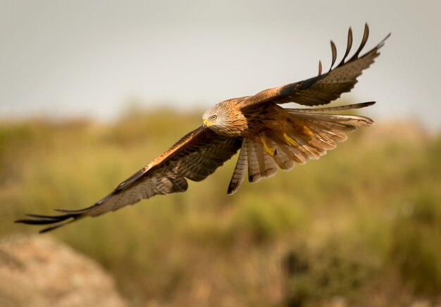 Awesome bird of prey in flight 