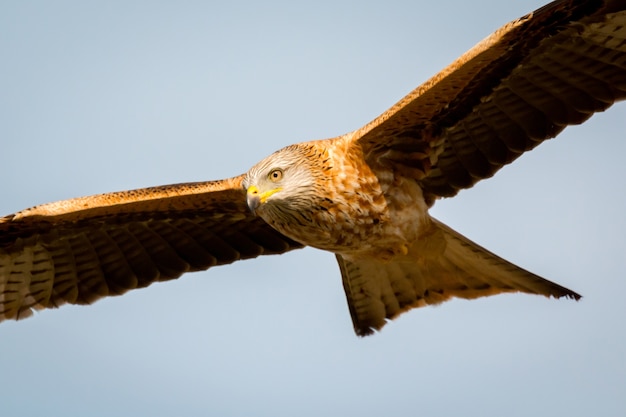 Awesome bird of prey in flight 