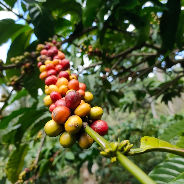 写真 素晴らしいコーヒー豆