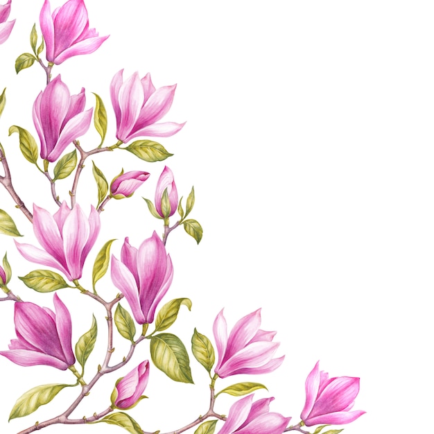 Fantastica cornice di magnolia.