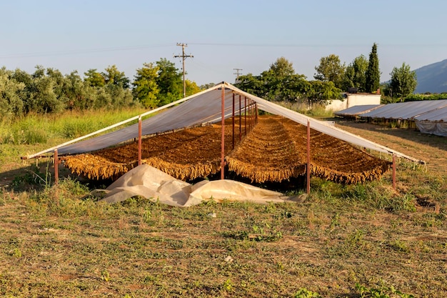 Awnings for drying tobacco Nicotiana tabacum in the foothills