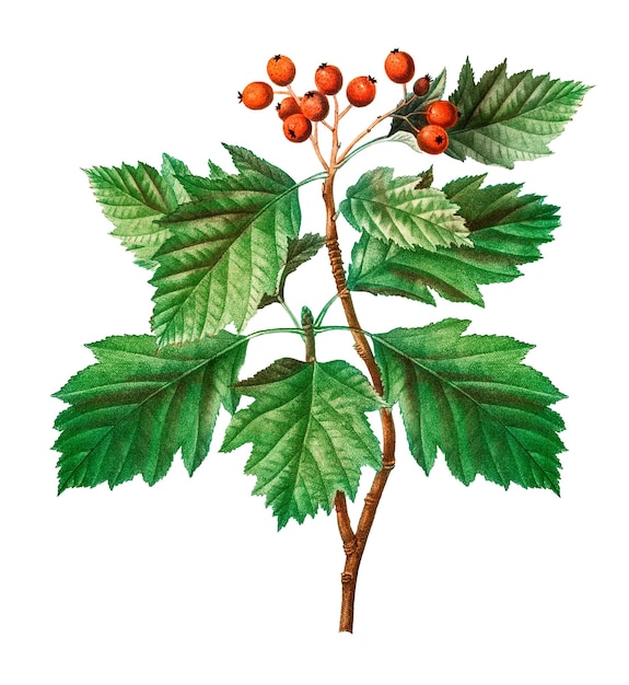 awthorn tree branch transparent png