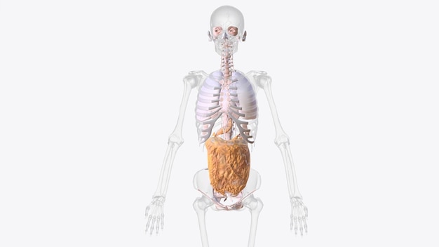 Photo the axial connective tissue system