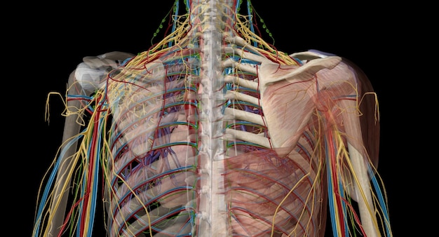 Photo the axilla is an anatomical region under the shoulder joint where the arm connects to the shoulder