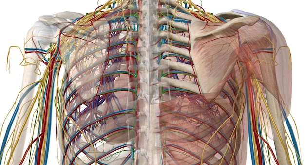 Photo the axilla is an anatomical region under the shoulder joint where the arm connects to the shoulder