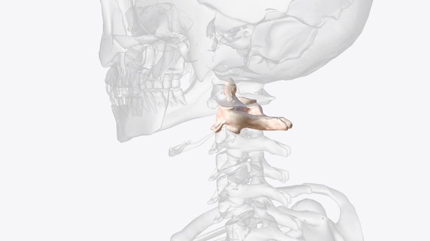 Foto asse della seconda vertebra cervicale