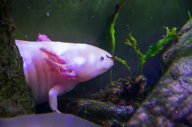 Axolotl die in een rivierclose-up zwemt