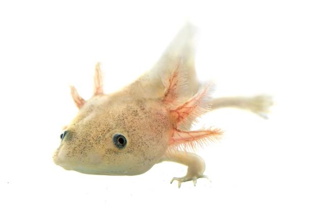 Axolotl fish