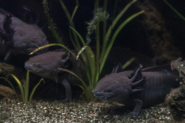 Axolotl mexican salamander portrait underwater