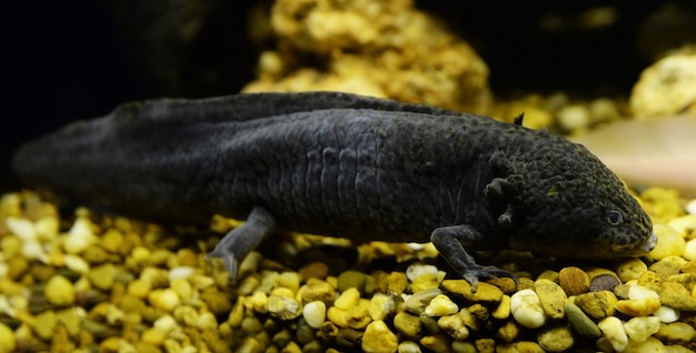 Axolotl swimming underwater photography of black Salamande marine life fish tank aquarium