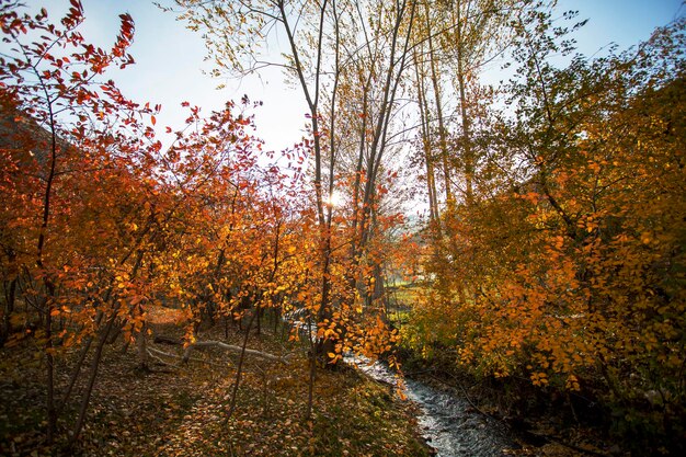 Aydarkul herfstbomen een stroom stroomt