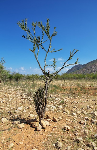 Ayhaft Canyon Socotra 섬 인도양 예멘