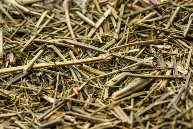 Photo ayurvedic dry kiratatikta or swertia chirata or gentianaceae herb used in the various treatments