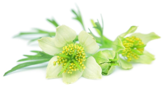 Ayurvedic nigella flower over white background