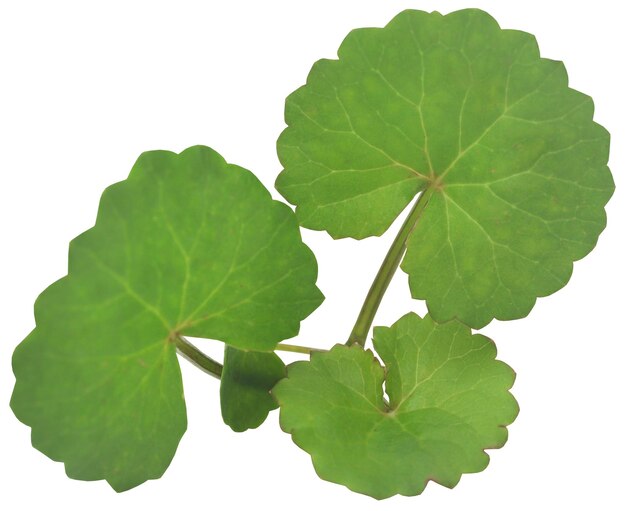 Ayurvedic thankuni or gotu kola