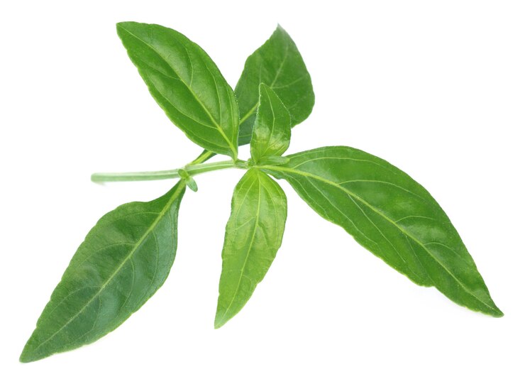 Ayurvedische geneeskrachtige chirata bladeren op witte achtergrond