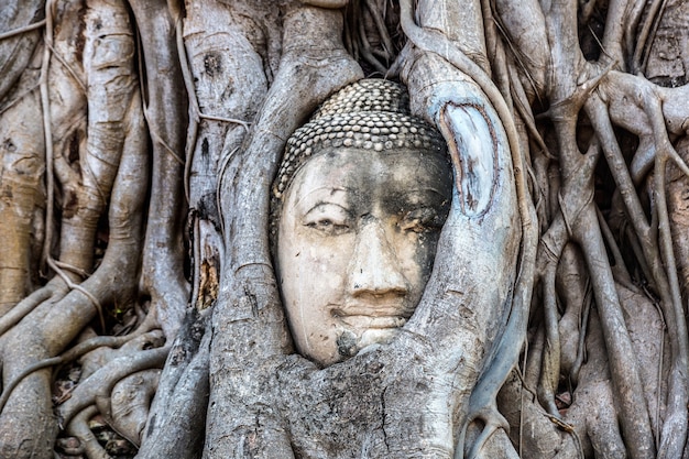 Ayutthaya Hoofd van Boeddhabeeld in boomwortels, Wat Mahathat-tempel, Thailand