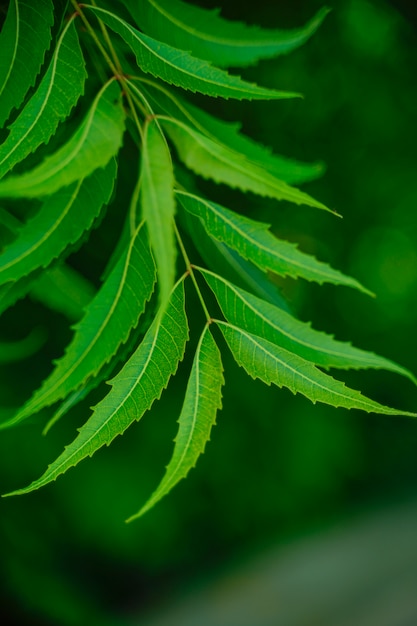 Azadirachta indica - A branch of neem tree leaves. Natural Medicine.