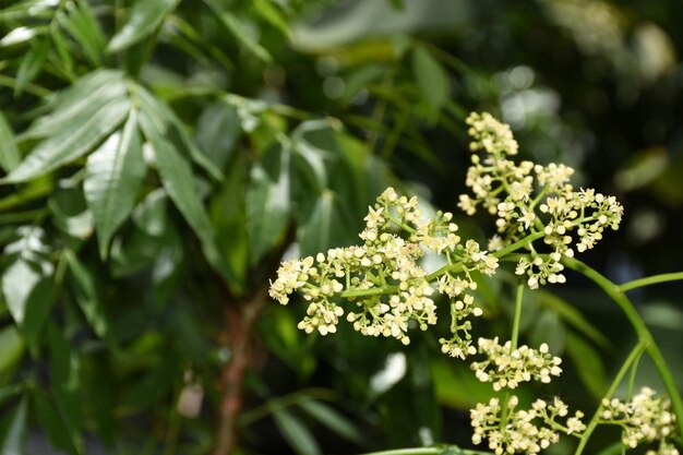 写真 アザディラッタ・インディカ - ネームの花