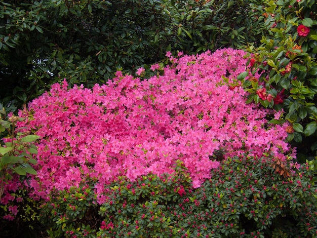 Foto azalea, arboretum, gand, belgio