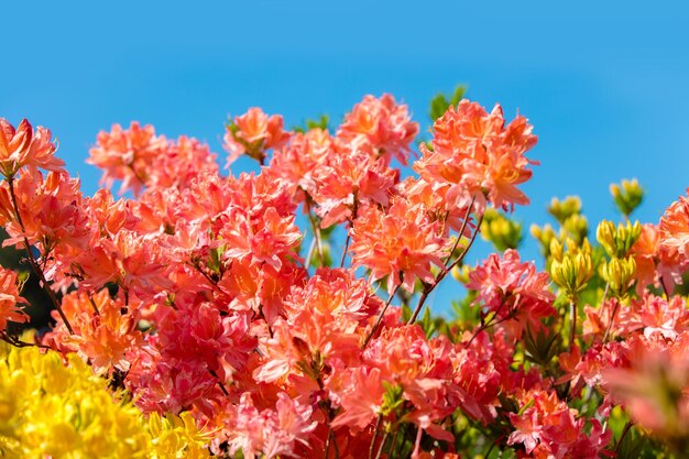 Azalea bloeit in de tuin op zonnige dag