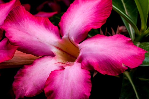 Azalea bloem op de zwarte achtergrond.