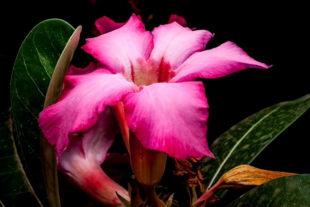 Azalea bloem op de zwarte achtergrond.