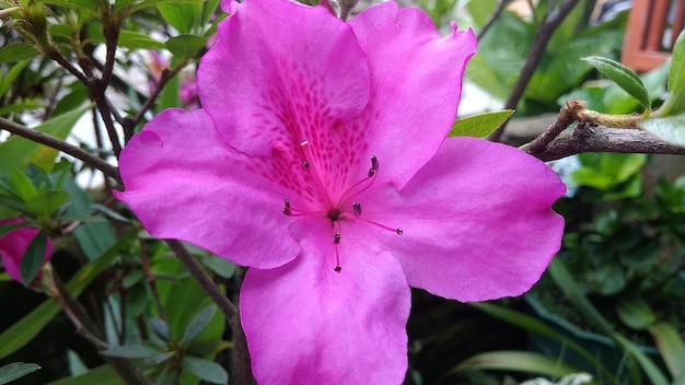 Azalea-bloemen zijn roze, wat er erg mooi uitziet