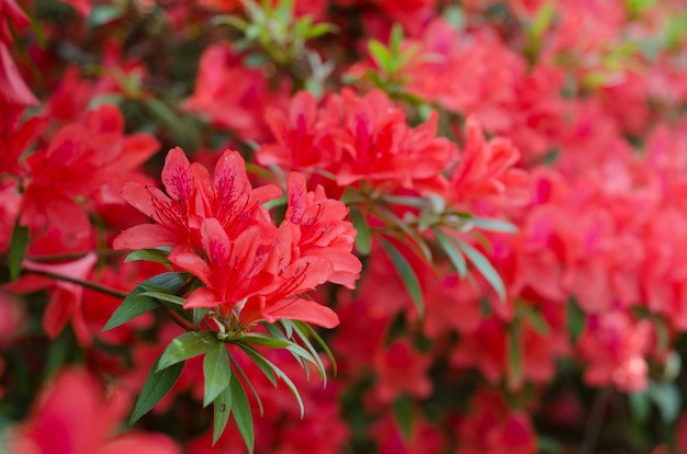 azalea blooming on tree (Rhododendron simsii Planch)  