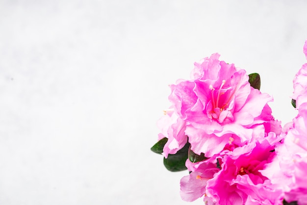 Azalea flower on light background 