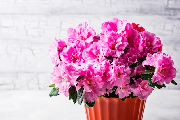 Azalea flower on light background 