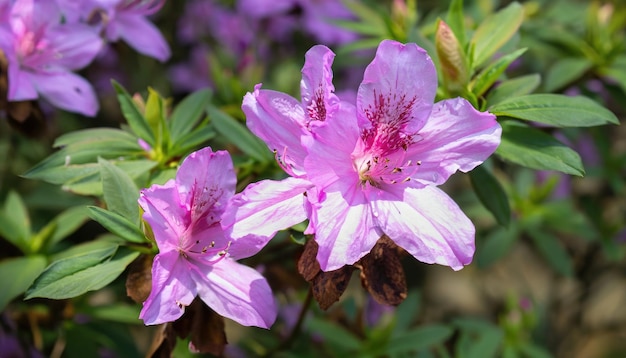 Photo azalea flowering in the garden with copy space