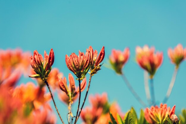 晴れた日の庭のツツジの花