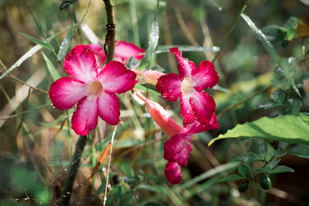 Azalea flowers in the garden