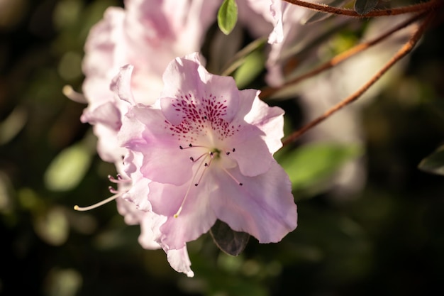 Azalea flowers in the sunlight