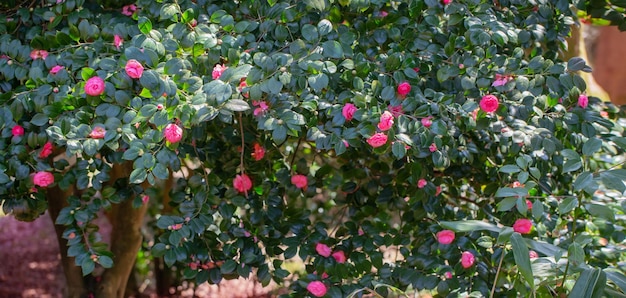 Azalea flowers in sunny spring park