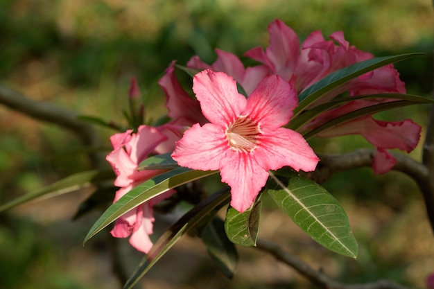 ツツジの花