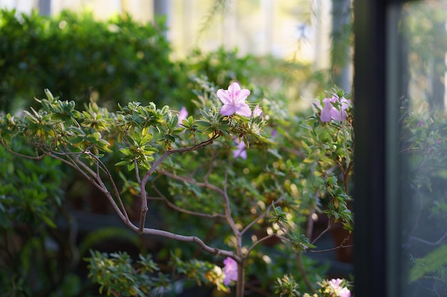 Azalea in home garden blossoming houseplant in orangery or greenhouse in spring over big windows