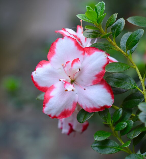 Azalea indica Taggi Rhododendron close-up