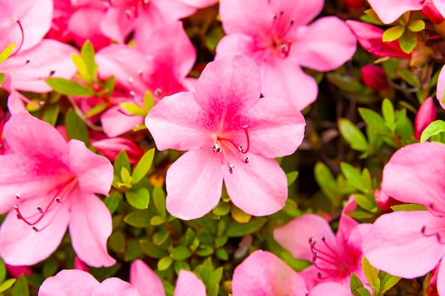 Azalea japonica or Japanese azalea flowers in closeup