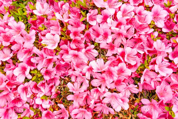 Azalea japonica of Japanse azalea bloemen in de bovenkant