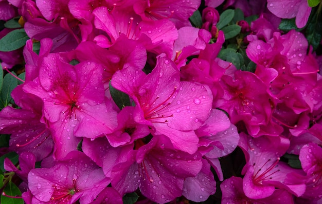 Photo azalea ornamental shrub plant of the heather family with pink white yellow or red flowers